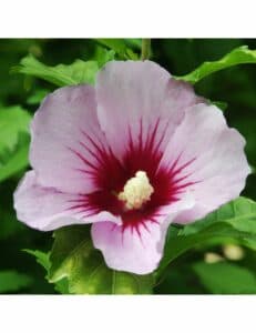 Un albero miracoloso che sboccia con fiori di ogni tipo dai petali di DaisyFiore alla pianta di Antere, dallIbisco alla Rosa, dal Geranio al Petalo di Margherita