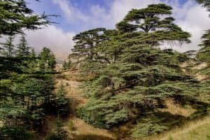 Questa fotografia ritrae una scena incantevole di una foresta di conifere in Libano, con un cedro libano in primo piano La vegetazione abbondante, le abeti e i pini, creano unatmosfera di natura allaperto, regalando unesperienza magica La magia della foresta e delle conifere regala uno spettacolo unico e irripetibile