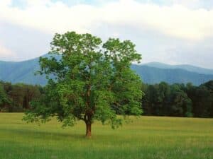 Questa magnifica immagine ci mostra un paesaggio ricco di vegetazione, con un albero di noce, un albero di quercia, un albero di tiglio e una prateria ricca di erba verde Una vista incantevole che ci ricorda quanto la natura sia straordinaria