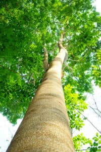 Un albero esotico che emerge dalla vegetazione lussureggiante della foresta pluviale, con il suo tronco spoglio che si erge dalla terra come un antico sentinella della natura allaperto