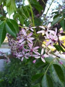 Scopri la natura con NatureFiore un albero medicinale erbaceo, dai petali verdi e dalle foglie rigogliose, in un vaso a forma di petalo Una pianta che abbellirà la tua casa con la sua vegetazione ricca di colore e benessere