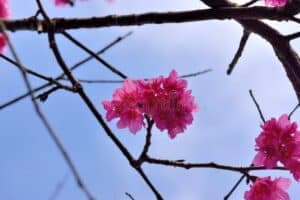 Un fiore di ciliegio in fiore su un albero di ciliegio in una bella giornata di primavera in Taiwan, dove la natura offre uno spettacolo di colori e profumi