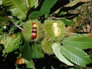 Una foto che riassume tutti i prodotti dellautunno frutta, verdura, grano, ghiande e foglie di vegetazione Un ricco nutrimento che fornisce una vasta gamma di frutti e cibi salutari