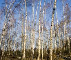 Un bosco di betulle e querce che si estende nella terra aperta, unimmagine che racconta la ricchezza della natura e della vegetazione della Virginia Rossa Unesperienza di vita che parla di unarmonia tra OakTree, Betulla e le ampie campagne