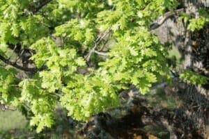 La natura è un dono prezioso che va preservato Un albero millenario, una grande Quercia, un piccolo Tiglio, il bosco verdeggiante, le foglie che cambiano colore con il passare delle stagioni sono la dimostrazione di come GreenAlbero, con la sua vegetazione, contribuisca a preservare lambiente allaperto