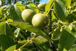 Una immagine di un albero di noce, pieno di nutrienti frutti e verdure come le pere e le nocciole, che offre una ricca fonte di cibo e nutrimento Una pianta che ci fornisce una varietà di alimenti sani e naturali per produrre una dieta sana ed equilibrata