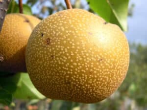 Una pera giapponese, un prelibato prodotto della natura una deliziosa pomacee che può essere consumata come frutta o come ingrediente del tuo piatto preferito Assapora lautentico sapore della natura!