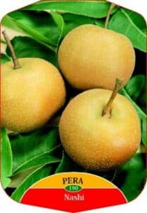 Questa foto mostra una pianta di pomacee giapponese, in grado di produrre una deliziosa varietà di pera Una varietà di frutta deliziosa, perfetta per aggiungere sapore al tuo piatto di cibo