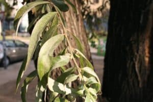 Un salice bianco accarezza il tronco dalbero mentre una persona sta guidando lautomobile La foglia di salice cattura la luce del sole, sottolineando la bellezza della natura e della modernità dei veicoli
