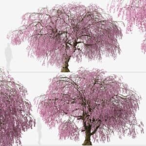 Una persona sta guardando un albero di fiori di ciliegio in fiore, conosciuto come Higan no Sakura, mentre il suo gatto si arrampica in cima e ammira i fiori deliziosi