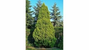 Questa foto mostra un albero di Lawson Cypress, una conifera che appartiene alla famiglia delle Picea La pianta è una vegetazione lussureggiante, simile ad un abete o un pino, ed è unaggiunta eccellente al tuo giardino o paesaggio