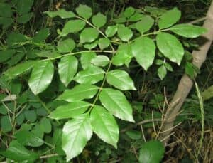 Una magnifica foglia di frassino minuto, proveniente dallalbero di una lussureggiante vegetazione