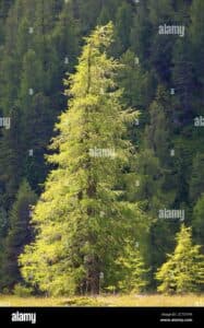 Questo magnifico esemplare di larice europeo fa parte della famiglia delle Conifera ed è una delle piante più belle della vegetazione Si tratta di un albero dalla forma di un abete, con una chioma di foglie sempreverdi che lo rendono una presenza meravigliosa nei giardini Una vera delizia per gli occhi!