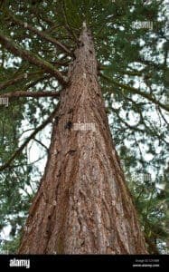 Il gigante della natura, unimponente sequoia rossa con i suoi vecchi tronchi e una chioma imponente, è una testimonianza della forza della natura