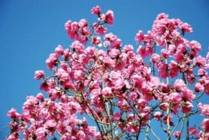 Questa immagine ritrae un albero di magnolia in fiore che fiorisce allaperto in primavera, disseminando petali di questa pianta di natura meravigliosa Uno spettacolo della natura che non può che essere ammirato