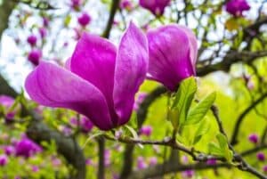 Questa fotografia mostra una magnifica magnolia in fiore, circondata dalla natura I suoi petali viola spiccano tra i petali del geranio, creando una scena di primavera Le foglie verdi e la vegetazione circostante, insieme alla pianta, creano una meravigliosa immagine che rappresenta la magia della natura