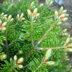 Limmagine mostra una composizione di alberi conifere, tra cui un pino bianco, un abete rosso, un tiglio e un pero, con una pianta di mela al centro Questa è la natura che produce frutti preziosi come mele una scena incantevole che abbina leleganza di un abete, lunicità di un pino bianco e il vigore di un albero di pero