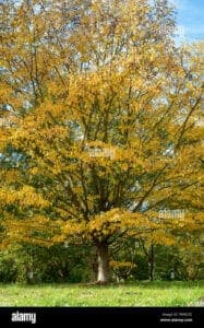 Un fiume di betulle gialle che scorre tra i tronchi di aceri, un bosco ricco di vegetazione e un prato al di là il parco è uno spazio di pace e di relax allaria aperta
