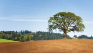 Immagine di una Quercus Alba, un PlantAlbero che fa parte della famiglia del Tiglio allaperto, creando una scenografia di un paesaggio verdeggiante La terra, ricca di vegetazione, è punteggiata dalle piante che formano una visione incantevole