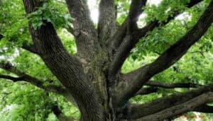 Questo è uno scorcio di una quercia, un albero di Quercus alba, la sua vegetazione è composta da un tronco robusto e dalle sue grandi foglie Una visione che ricorda la forza della natura