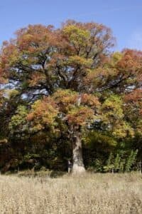 Una scena di un bosco in cui una persona ammira i tronchi di una quercia alba e di un tiglio, circondati da una ricca vegetazione, creando unatmosfera di pace e tranquillità