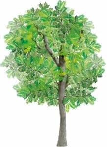 Unimmagine che rappresenta la bellezza unica della natura un albero di quercia con un tronco possente e una chioma di fronde di noce americano, sicuta e foglie di vegetazione Una visione che ci ricorda quanto sia importante prenderci cura della nostra terra