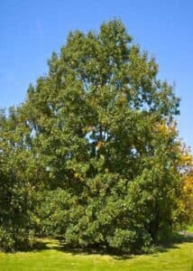 Questa bellissima foto mostra una quercia bianca Quercus alba che svetta tra la vegetazione di un tiglio Lalbero, con le sue robuste radici e il suo tronco scuro, rappresenta la forza e la resistenza della natura