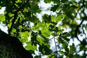 Un albero millenario che porta vita ed energia, una quercia con le sue foglie di tiglio che forniscono una ricca vegetazione, regalando cibo e generando noccioli Un albero che produce ricchezza per tutti noi