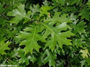 Questa immagine ritrae un albero millenario con una grande foglia di quercia o acero caduta a terra Un simbolo di longevità e speranza, questa pianta ha visto anche noi nascere, crescere ed evolvere