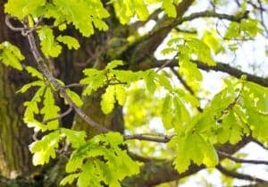 Questa immagine ci mostra un albero millenario, una quercia, con il suo tronco nodoso e le sue foglie che ondeggiano sotto la brezza La vegetazione circostante è una testimonianza del suo cibo e della sua produzione, un tesoro naturale che ci ricorda limportanza di rispettare la nostra terra