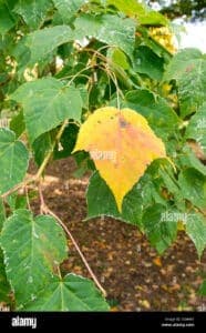Una scala serpente si snoda tra una quercia e un albero di sicon, sotto di essi una rigogliosa vegetazione di piante e cespugli, tra cui una bellissima foglia di Bush