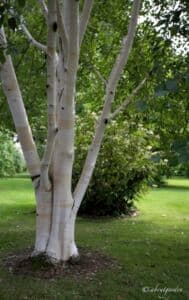 Questimmagine ritrae una scena incantevole di un bosco di betulle, con un grande albero al centro, il suo tronco scuro in contrasto con lerba verde e il prato La vegetazione rada e lussureggiante circonda la tranquilla pascolo, creando unatmosfera di serenità allaperto