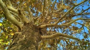Questa immagine mostra uno splendido albero di Himalaya in una foresta allaperto, con una quercia, un tiglio, un fusto e abbondante vegetazione Uno spettacolare esempio della bellezza della natura