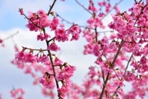 Una foto che cattura la bellezza di Taiwan un albero di ciliegio in piena fioritura allaperto, circondato dalla natura Una fonte di cibo prezioso, una varietà di frutta fresca e prodotti naturali