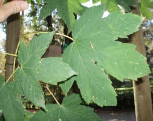 Unimmagine che mostra la bellezza della natura, con un montem acero ricoperto di felce, foglie di acero, quercia e sicomoro Una ricca vegetazione che circonda alberi di acero e quercia, e una nebbia di foglie di faggio che si sta dissipando nellaria Una scena straordinaria che ci ricorda quanto sia importante preservare la natura