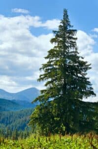 Un cespuglio di abete rosso in un bosco, circondato da altri alberi coniferi, che creano una bellissima vista di vegetazione all'aperto