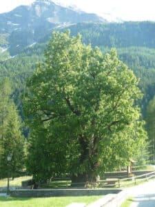 Un tiglio di palude circondato da una foresta di quercia, tiglio e altre piante, che si estende allinfinito in una terra ricca di vegetazione Unimmagine di una foresta con lerba che ondeggia sotto la brezza, che risveglia limmaginazione e richiama alla mente la bellezza della natura