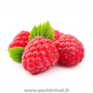 Questa immagine mostra una pianta di lampone che produce bacche succose e deliziose Si tratta di una pianta dai fiori rosa che è una verdura ricca di nutrienti e che può essere consumata come frutta Il lampone è un simbolo di produttività e di cibo sano