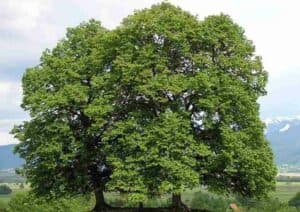 Questa immagine mostra una grande varietà di alberi un tiglio kurili, una quercia, un platano, un albero generico e un salice Sono tutti esempi di piante che possono abbellire un paesaggio