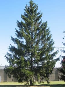 Un bel albero di abete rosso del sud, con le sue squame di corteccia cesellata e le sue conifere di pino, una BarkPianta davvero unica