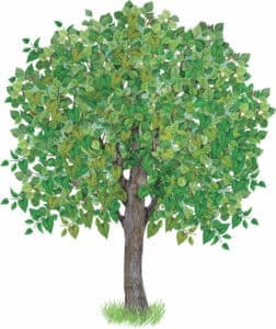 Questa immagine ritrae un bianco gelso Tilia platyphyllos con un tronco imponente ed elegante, il suo fogliame erbaceo si staglia tra le foglie di quercia e tiglio Una pianta in vaso contribuisce a completare questa magnifica scena di folta vegetazione