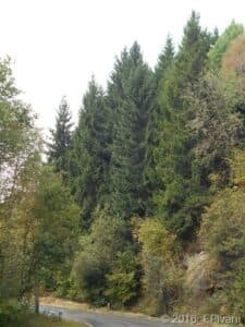 Un pino rosso del sud, un albero conifera di Picea Abies conosciuto anche come Cedro, che è parte della ricca vegetazione della zona