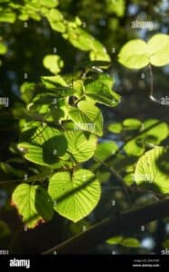 Questa immagine mostra un tiglio giapponese GardenFoglia che si staglia in una scena di vegetazione naturale allaperto Lalbero si erge sotto il cielo azzurro, circondato da una spettacolare foresta pluviale La terra sottostante è ricoperta di una fitta vegetazione, trasformando il bosco in un vero giardino