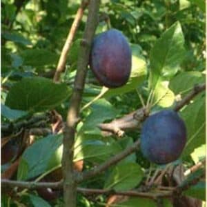 Una pianta magica con frutta succosa un albero che produce prugne e pere, un prodotto naturale prezioso per la nostra alimentazione