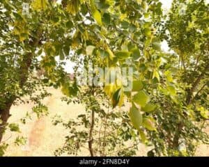 Una foto che ritrae un bosco esotico con alberi di quercia, tiglio, foglie e vegetazione che si estendono verso la terra sottostante Unimmagine che rappresenta la bellezza della natura e la diversità dei boschi nel mondo