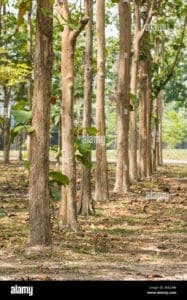 Questa immagine mostra un bellissimo teak africano con un tronco robusto e una folta vegetazione di foglie che formano un boschetto in un ambiente esterno di una foresta Si possono vedere varie erbe che crescono intorno allalbero, mostrando la bellezza della natura e come la terra sia in grado di sostenere varie forme di vita