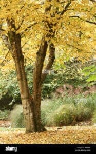 Questa fotografia mostra una scena di grande bellezza, con un fiume che scorre tra una vegetazione fitta di betulle gialle, aceri e querce Il tronco di un grande albero di quercia si erge dalla terra, con le sue fronde che offrono unombra fresca a tutta la vegetazione intorno Le piccole foglie dacero, lerba lussureggiante e gli alberi di betulla che le incorniciano, rendono questo luogo un vero e proprio paradiso di verde La natura è davvero stupenda!