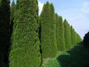 Questa immagine mostra una siepe di Thuja Occidentale, un albero conifero che fa parte della vegetazione presente nei boschi allaperto Lasciatevi incantare dalla straordinaria bellezza della natura e dalla sua meravigliosa terra!