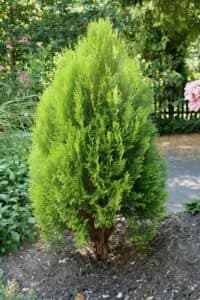 Questa immagine mostra un esemplare di Thuja occidentalis, un arbusto conifera che fa parte della famiglia Cupressaceae È una pianta a cespuglio che ha foglie verdi ed è una delle più comuni forme di vegetazione presenti nei giardini e nei parchi