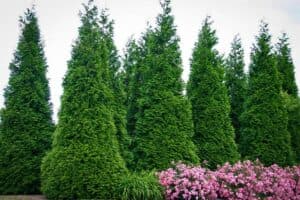 Questa foto ritrae una thuja occidentale, una tipica pianta aghifoglia conosciuta anche come pino o abete, un simbolo della vegetazione conifere che cresce allaperto in natura